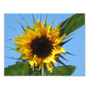 Sunflower Photo Prints - Kodak Professional Paper
