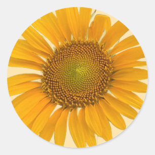 Sunflower Photo Stickers