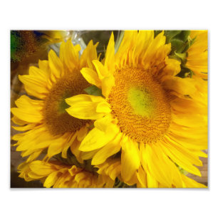 Sunflower photograph
