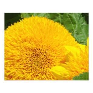 Sunflower Photography art prints Summer garden