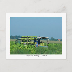 Sunflower picking, Croatia 2008 Postcard