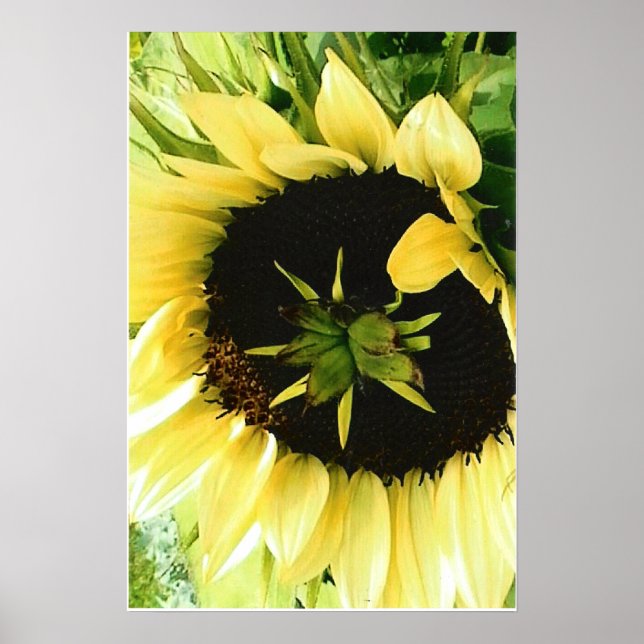 Sunflower Picture Poster (Front)