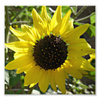 Sunflower plant Helianthus annuus