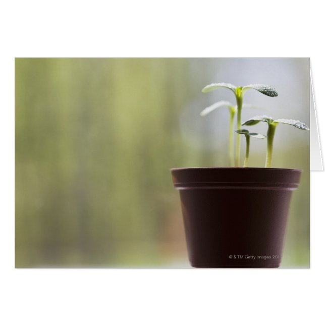 Sunflower plants sprouting in pot (Front Horizontal)