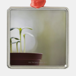 Sunflower plants sprouting in pot 2 metal tree decoration