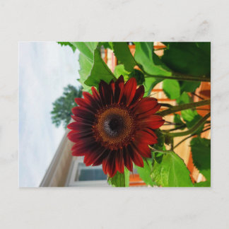 Sunflower Post Card