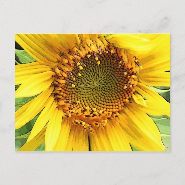 Sunflower,Post card (Front)