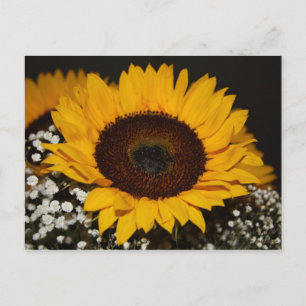 Sunflower Postcard
