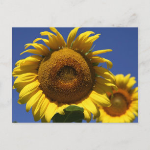 Sunflower Postcard