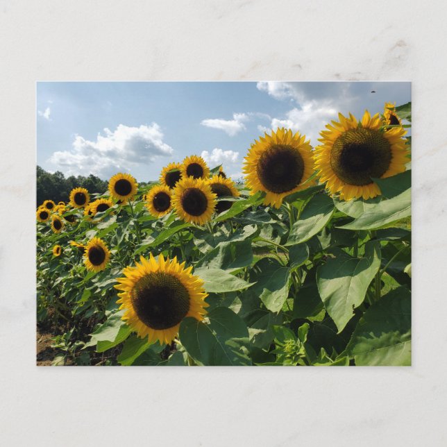 Sunflower Postcard (Front)
