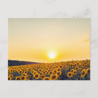 Sunflower Postcard