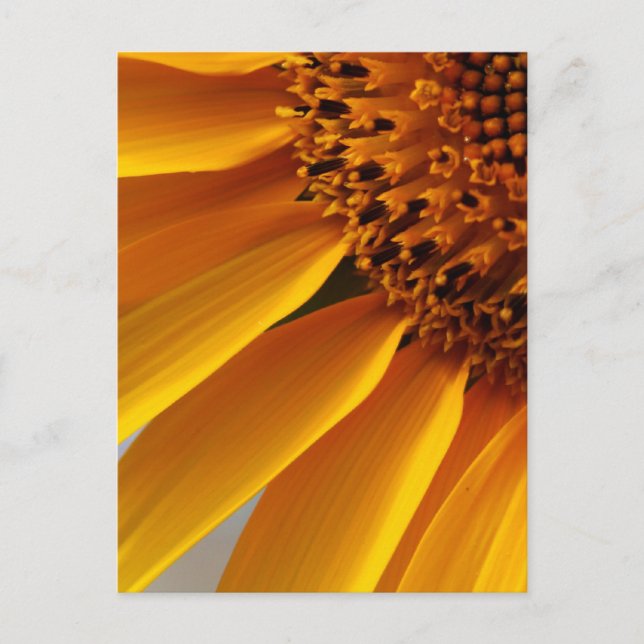 Sunflower Postcard (Front)