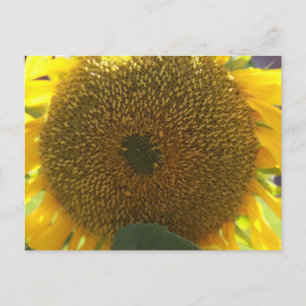 Sunflower Postcard