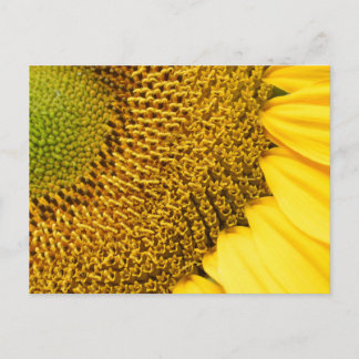 Sunflower Postcard