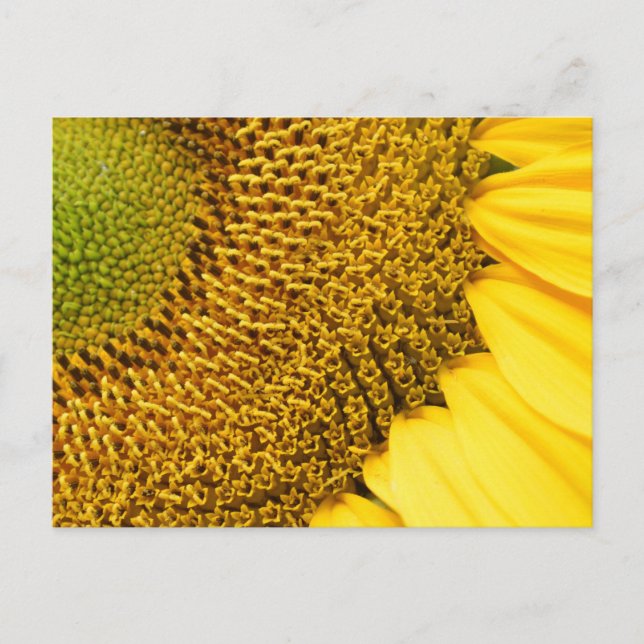 Sunflower Postcard (Front)
