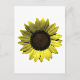 Sunflower Postcard