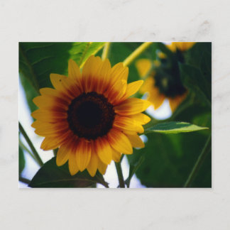 Sunflower Postcard