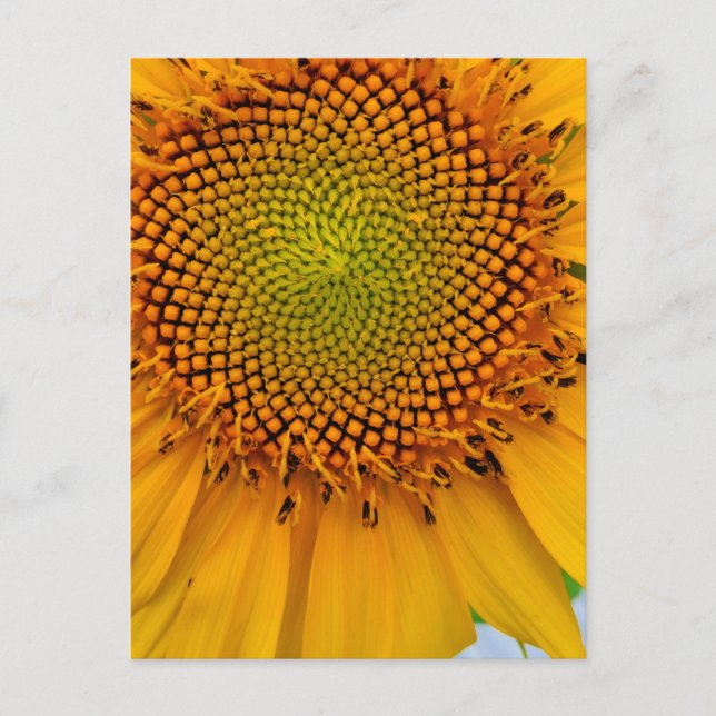 Sunflower Postcard (Front)