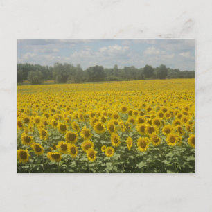 Sunflower Postcard