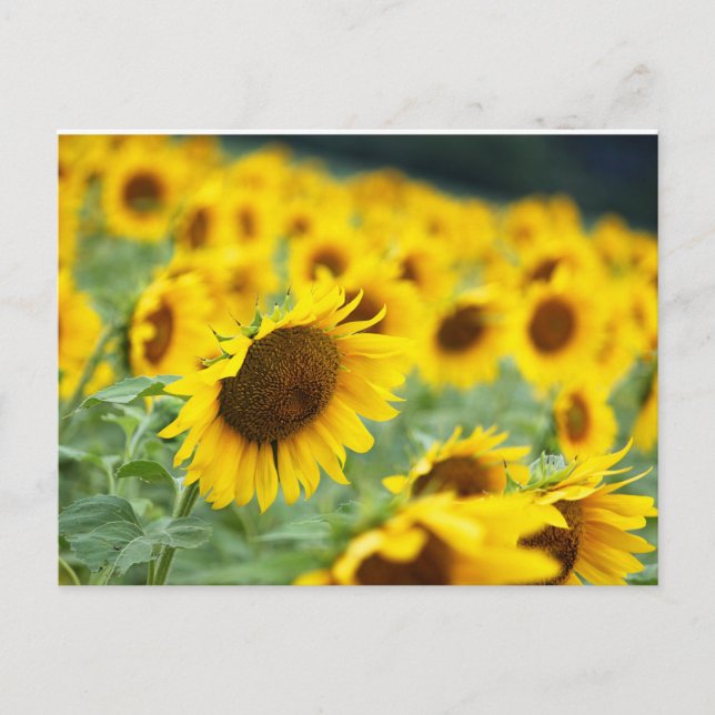 Sunflower Postcard (Front)