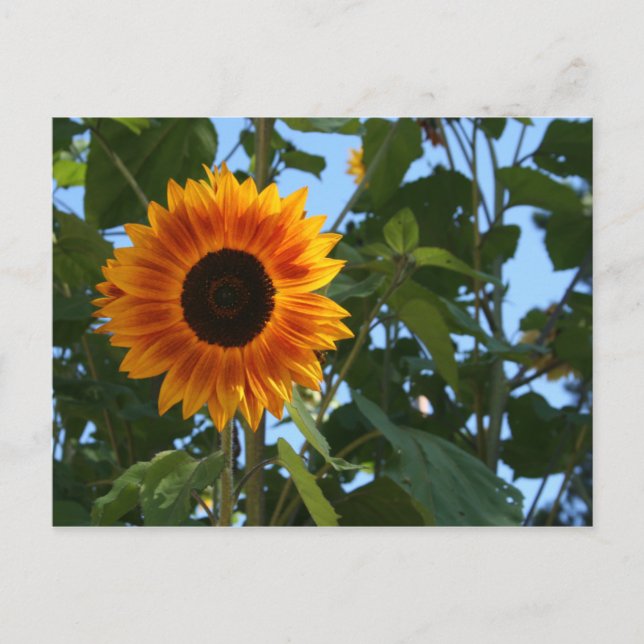 Sunflower Postcard (Front)