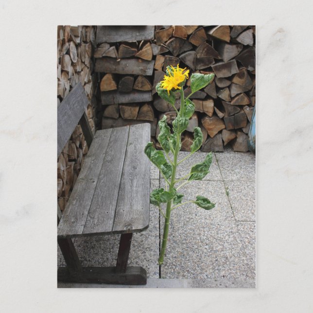 Sunflower Postcard (Front)