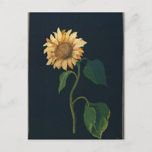 Sunflower Postcard