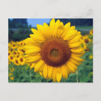 Sunflower Postcard