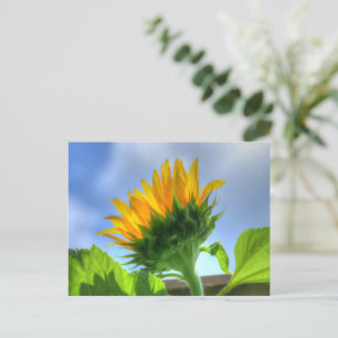 Sunflower Postcard