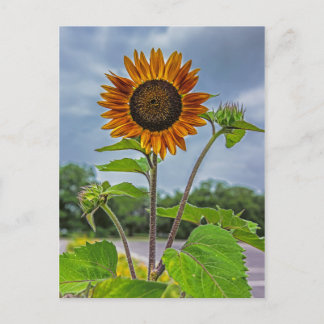 Sunflower Postcard