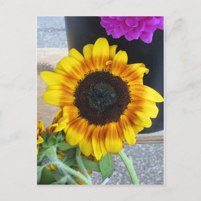 Sunflower Postcard (Front)