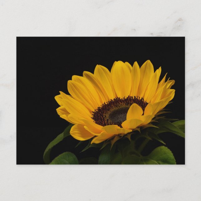 Sunflower Postcard (Front)