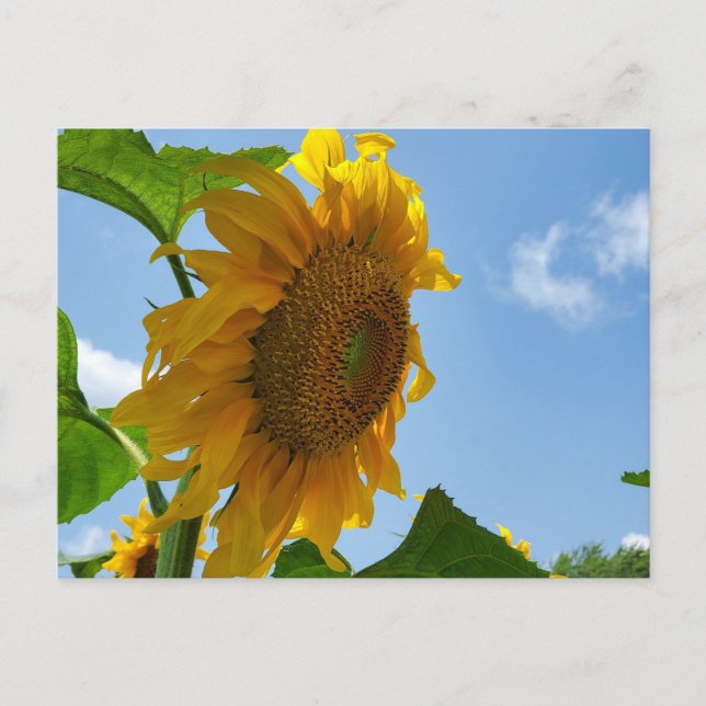 Sunflower Postcard (Front)