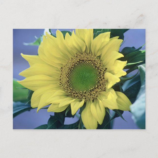 Sunflower Postcard (Front)