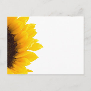 sunflower Postcard by Petr Kratochvil