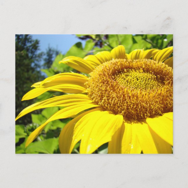Sunflower postcards Customise text Sun Flowers (Front)