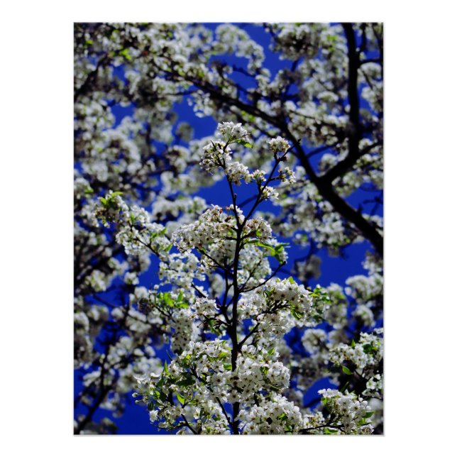 Sunflower Poster (Front)