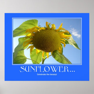 Sunflower Poster