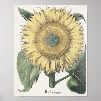 Sunflower Poster