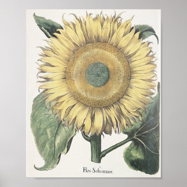 Sunflower Poster (Front)