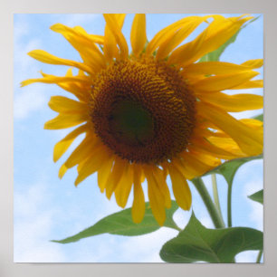 Sunflower Poster