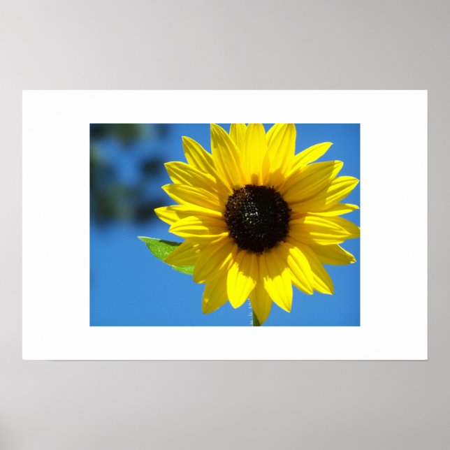 Sunflower Poster (Front)