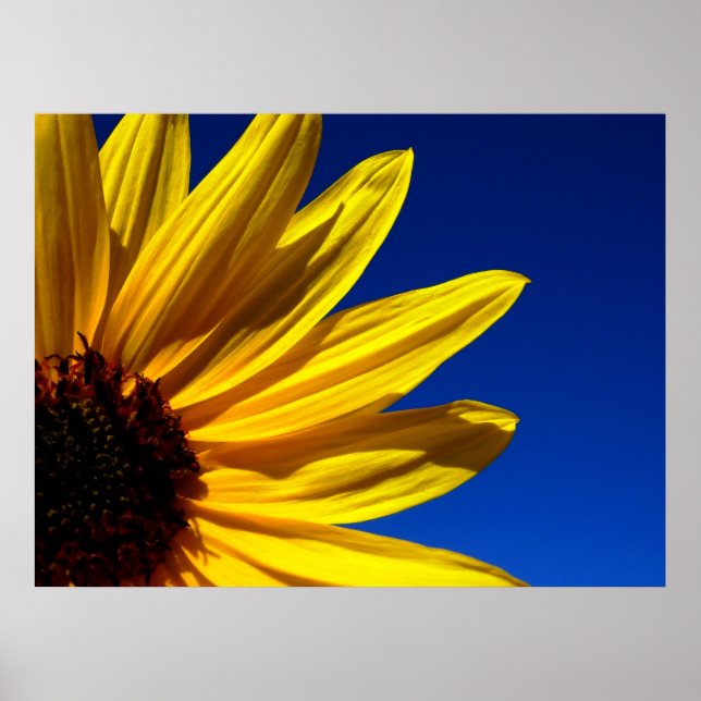 Sunflower Poster (Front)