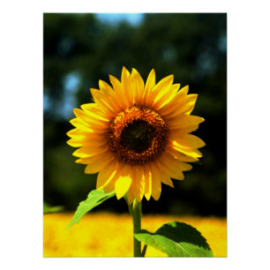 Sunflower Poster