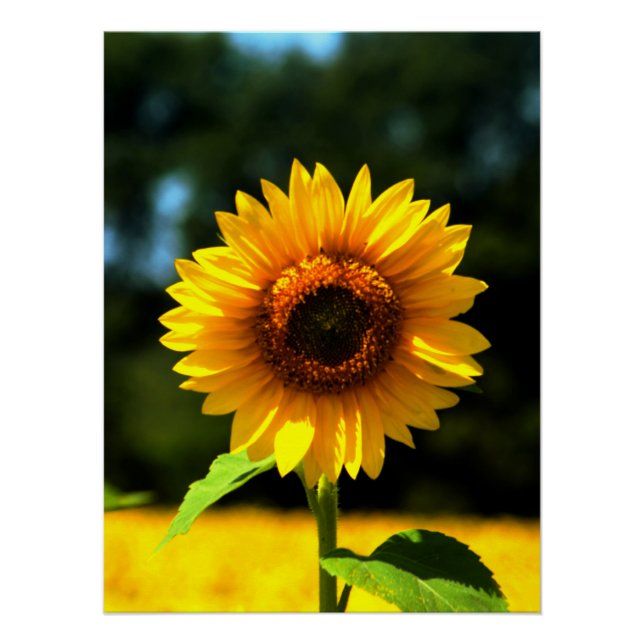 Sunflower Poster (Front)