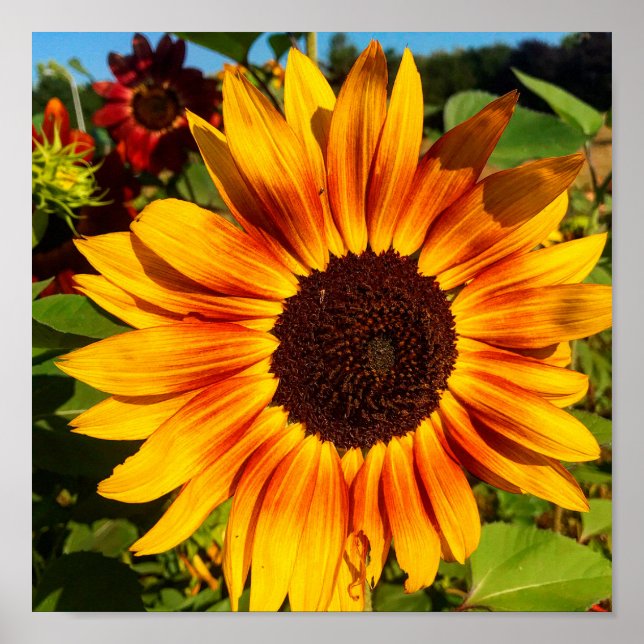 Sunflower Poster (Front)