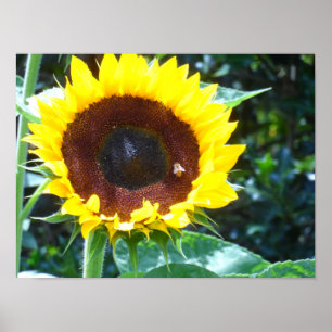 Sunflower Poster