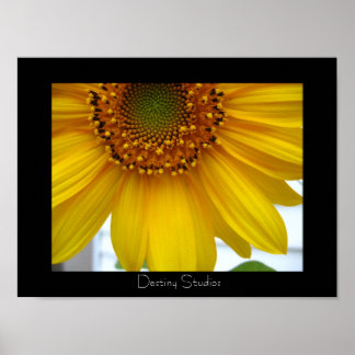 Sunflower Poster