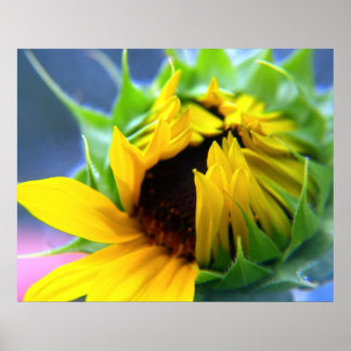 Sunflower Poster
