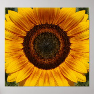 Sunflower Poster